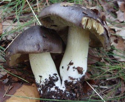   Tricholoma portentosum